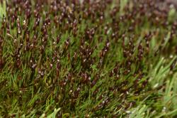 Gaimardia setacea, flowering cushion (Arthurs Pass).
 Image: K.A. Ford © Landcare Research 2013 